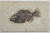 Fossil Fish (Cockerellites) - Green River Formation #214090-1